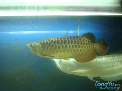 古典龍魚跟藍底龍魚的區別：古典龍魚與藍底龍魚的區別