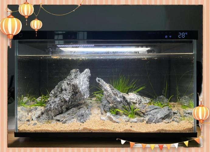 龍魚之家魚缸造景圖片大全 龍魚百科 第32張 龍魚之家魚缸造景圖片大全 龍魚之家魚缸造景圖片大全 龍魚百科 第32張