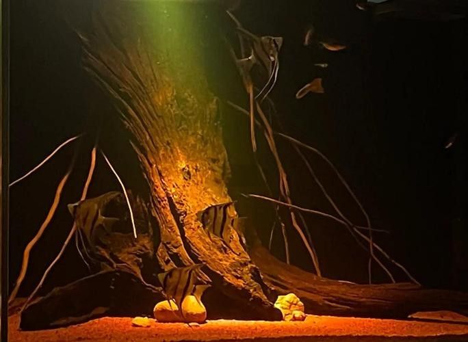 龍魚之家魚缸造景圖片大全 龍魚百科 第30張 龍魚之家魚缸造景圖片大全 龍魚之家魚缸造景圖片大全 龍魚百科 第30張