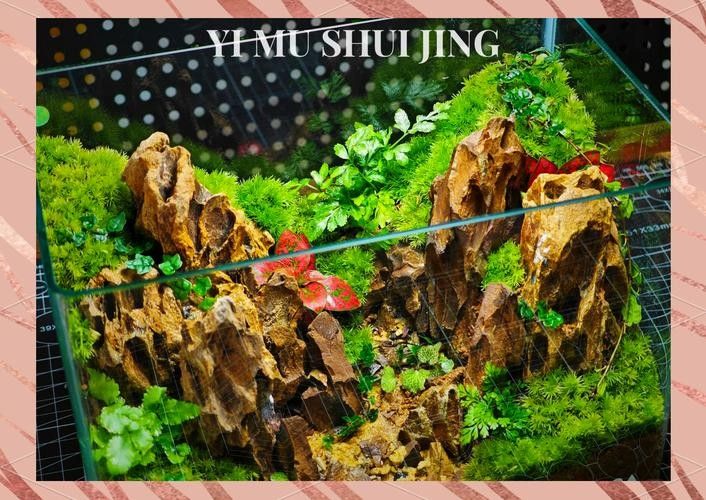 龍魚之家魚缸造景圖片大全 龍魚百科 第37張 龍魚之家魚缸造景圖片大全 龍魚之家魚缸造景圖片大全 龍魚百科 第37張