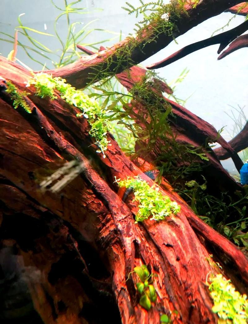 龍魚之家魚缸造景圖片大全 龍魚百科 第38張 龍魚之家魚缸造景圖片大全 龍魚之家魚缸造景圖片大全 龍魚百科 第38張