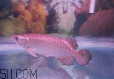 金龍魚多大能繁殖：金龍魚在達到性成熟后就可以考慮繁殖問題，金龍魚多大能繁殖