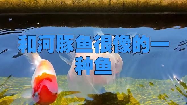 酷似河豚的四種魚