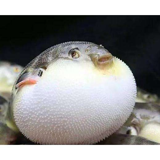 酷似河豚的四種魚