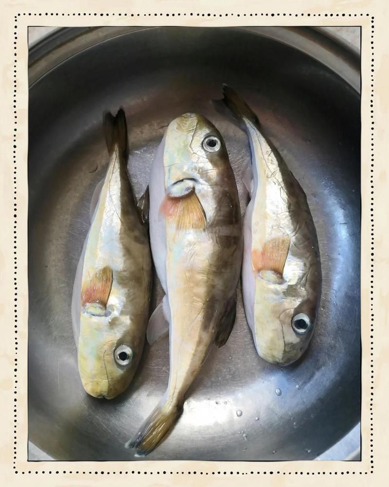 酷似河豚的四種魚