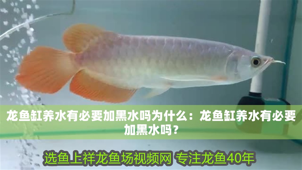 龍魚缸養水有必要加黑水嗎為什么：龍魚缸養水有必要加黑水嗎？