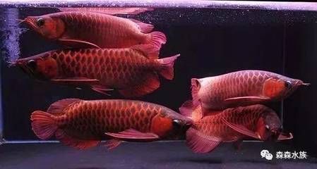 龍魚有必要使用殺菌燈嗎？：如何判斷龍魚是否需要使用殺菌燈