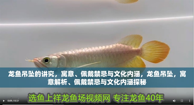 過(guò)背金龍魚(yú)養(yǎng)多久才上色呢（過(guò)背金龍魚(yú)的上色時(shí)間）