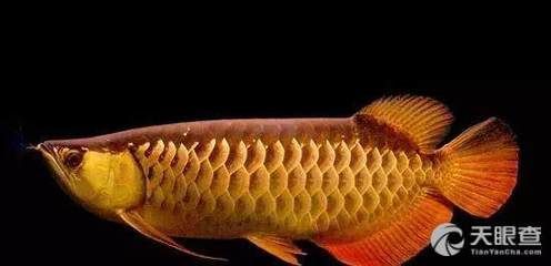 哪里有龍魚(yú)賣(mài)：全國(guó)各地龍魚(yú)銷(xiāo)售地點(diǎn)