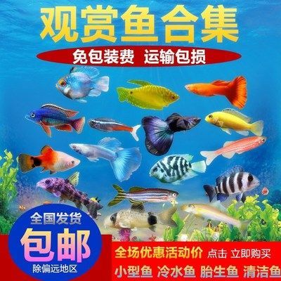 龍魚缸用什么顏色的背景：選擇龍魚缸的背景顏色的重要性