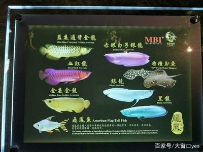龍魚眼上有白色的點點是什么：龍魚眼上有白點是什么原因引起的，龍魚眼上的白點可能是什么
