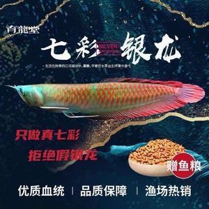 紅龍魚和銀龍魚哪個貴些（紅龍魚和銀龍魚哪個更貴）