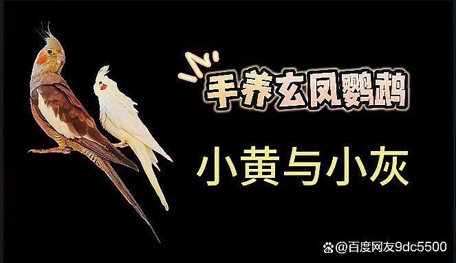 兩只鸚鵡不合表現