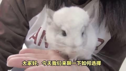 如何預(yù)防龍魚(yú)再次出現(xiàn)豎立現(xiàn)象？