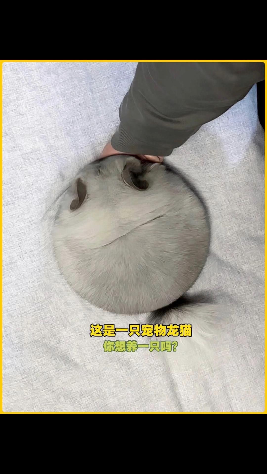 如何預(yù)防龍魚(yú)再次出現(xiàn)豎立現(xiàn)象？