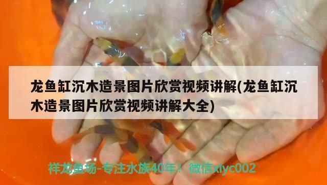 龍魚缸沉木造景：龍魚缸造景水草選擇指南