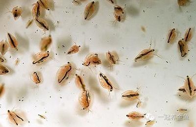 養龍魚魚缸溫度：龍魚缸水溫多少度合適養？科學控溫指南