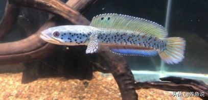 什么雷龍魚(yú)適合混養(yǎng)，混養(yǎng)雷龍魚(yú)的注意事項(xiàng)