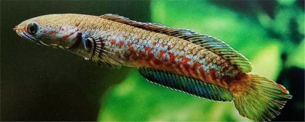 什么雷龍魚(yú)適合混養(yǎng)，混養(yǎng)雷龍魚(yú)的注意事項(xiàng)