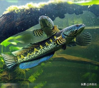 什么雷龍魚(yú)適合混養(yǎng)，混養(yǎng)雷龍魚(yú)的注意事項(xiàng)
