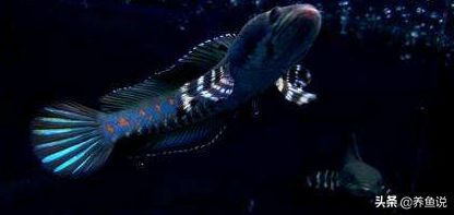 什么雷龍魚(yú)適合混養(yǎng)，混養(yǎng)雷龍魚(yú)的注意事項(xiàng)