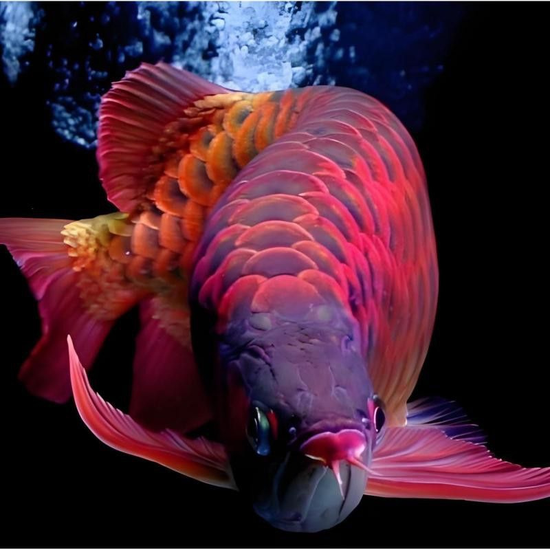 紅龍魚的圖片 紅龍魚的圖片 龍魚百科 第21張