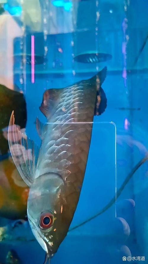 龍魚青龍圖片大全大圖