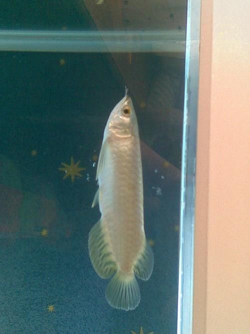 龍魚青龍圖片大全大圖