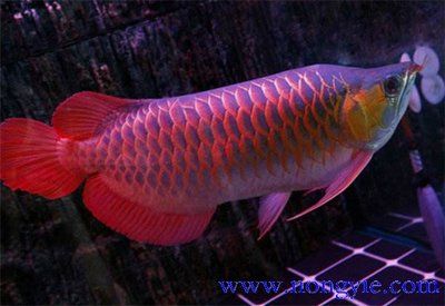 紅龍魚魚苗價(jià)格