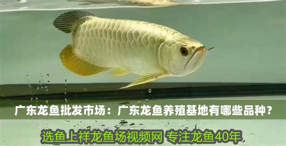 廣東龍魚批發市場：廣東龍魚養殖基地有哪些品種？ 廣東龍魚批發市場：廣東龍魚養殖基地有哪些品種？ 龍魚百科 第1張