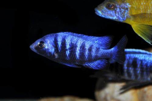 廣東龍魚批發市場：廣東龍魚養殖基地有哪些品種？ 廣東龍魚批發市場：廣東龍魚養殖基地有哪些品種？ 龍魚百科 第2張