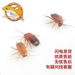 龍魚的藥用價值和功效：)-龍魚吃東西少怎么回事兒