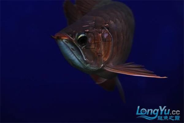 龍魚鰓蓋撞斷后多久會恢復(fù)？