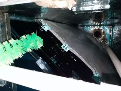 龍魚便便細長正常嗎：龍魚的糞便形狀和顏色可以反映出其健康狀況，應及時尋求專業意見