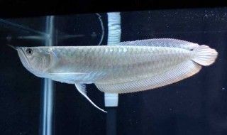 銀龍魚應激反應要多久才好（銀龍魚在新環境中可能會出現應激反應）