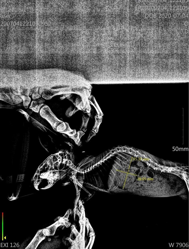 龍貓消化系統異常如何治療？