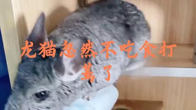 龍貓消化系統異常如何治療？