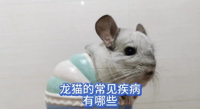 龍貓消化系統異常如何治療？