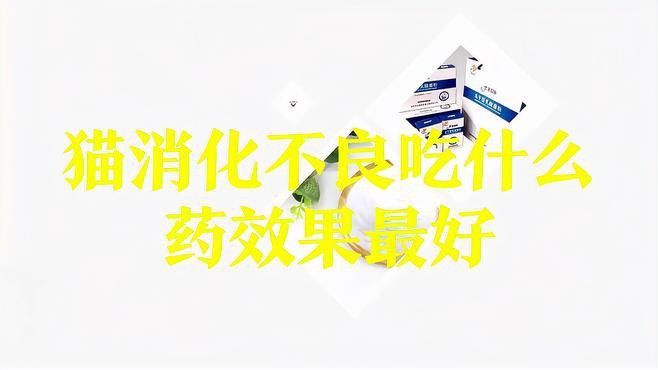 龍貓消化系統異常如何治療？