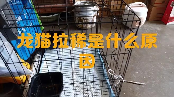 龍貓消化系統異常如何治療？