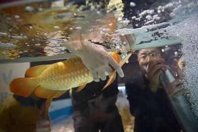 紅龍魚豎起來是由于多種原因引起的，紅龍魚豎起來怎么急救：紅龍魚豎起來怎么急救紅龍魚豎起來怎么辦
