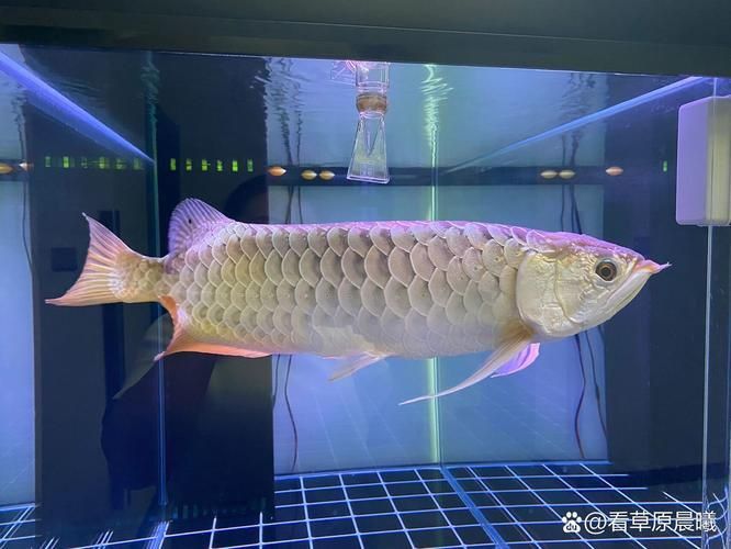 金龍魚金龍過背圖