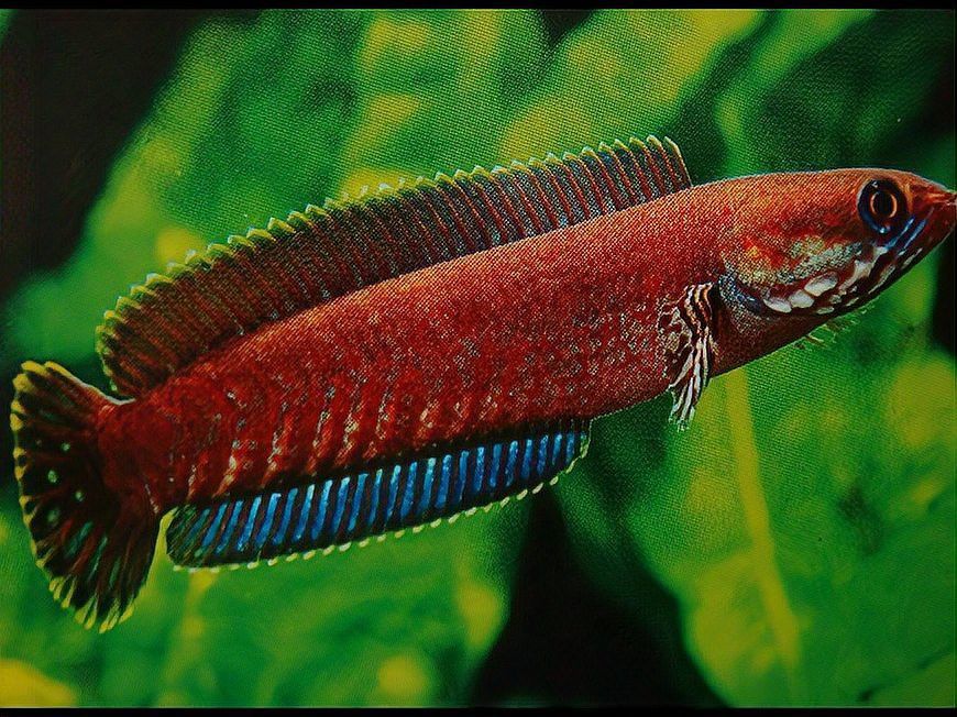 金龍魚貴還是紅龍魚貴啊