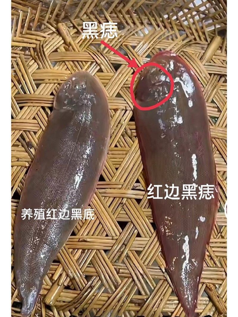 潮汕龍魚是什么魚類的