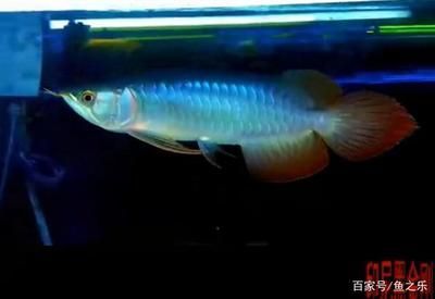 黑金剛龍魚是哪個(gè)漁場(chǎng)的：關(guān)于黑金剛龍魚的來源漁場(chǎng)