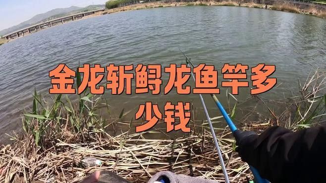 金龍魚魚桿價格圖片