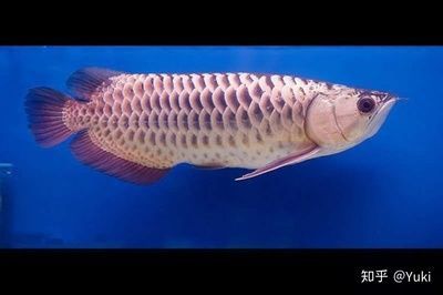 藍底金龍是什么龍魚品種的，藍底金龍魚市場價格趨勢