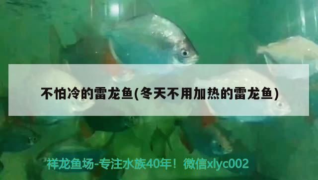 不怕冷的雷龍魚(冬天不用加熱的雷龍魚)