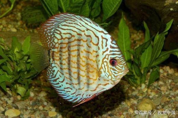 魚苗換水后食欲不振怎么辦：魚苗在換水后食欲不振怎么辦