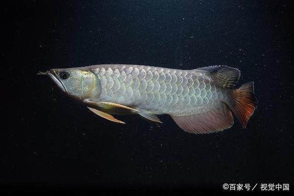 魚苗換水后食欲不振怎么辦：魚苗在換水后食欲不振怎么辦